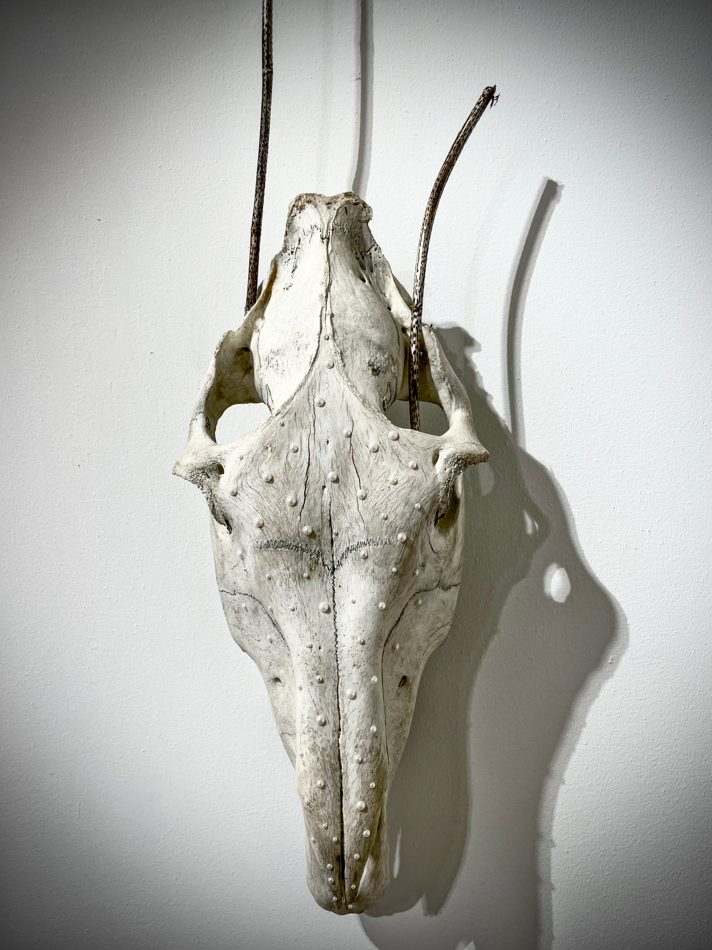La danza dei Fantasmi — cranio equino con perle e canne sospese